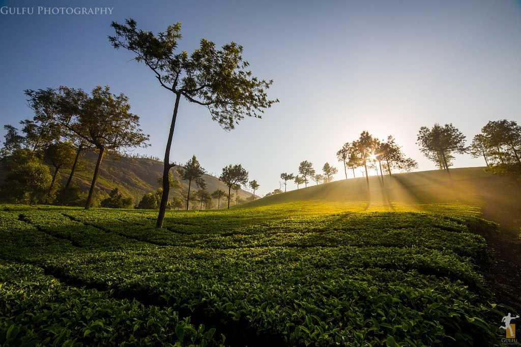 Roam amidst the tea gardens in Munnar