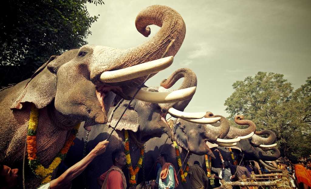 Visit the annual Thrissur pooram in Kerala