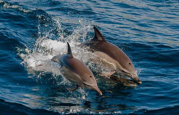 maldives dolphin watching