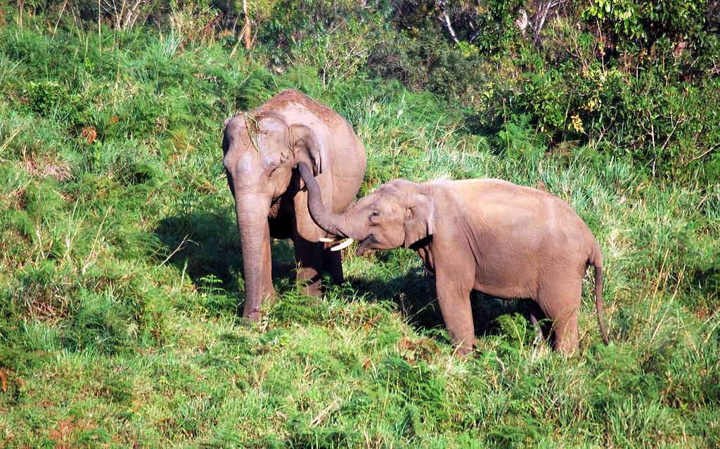 Mingle with the elephants in Gavi, Kerala