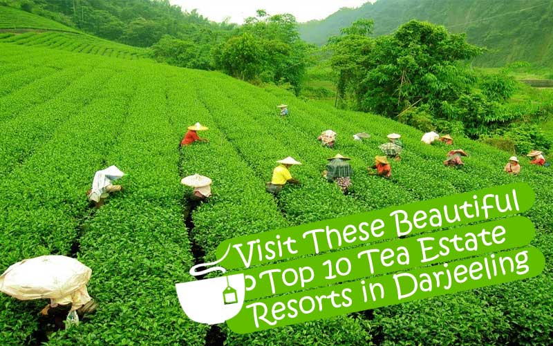 Top 10 Tea Estate Resorts in Darjeeling - Honeymoon Bug