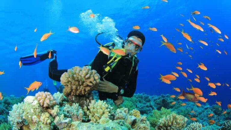 9 Best Places for Scuba Diving in Goa - Honeymoon Bug